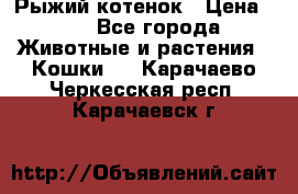 Рыжий котенок › Цена ­ 1 - Все города Животные и растения » Кошки   . Карачаево-Черкесская респ.,Карачаевск г.